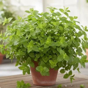 Lemon Balm Live Plant – 4-Pack, 4-6