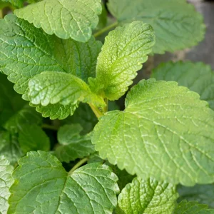 Lemon Balm Live Plant – 4-Pack, 4-6