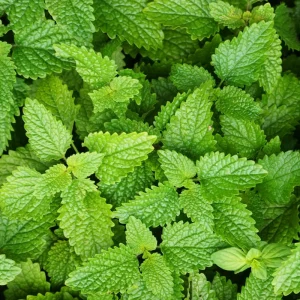 Lemon Balm Live Plant – 4-Pack, 4-6