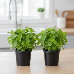 Lemon Balm Live Plant – Set of 2 – 4-6 Inch Well-Rooted Herb – Outdoor & Container - Image 3