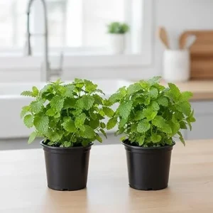 Lemon Balm Live Plant – Set of 2 – 4-6 Inch Well-Rooted Herb – Outdoor & Container - Image 4