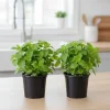 Lemon Balm Live Plant – Set of 2 – 4-6 Inch Well-Rooted Herb – Outdoor & Container - Image 1
