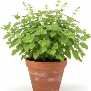 Lemon Balm Live Plants, 3-Pack, 3-6