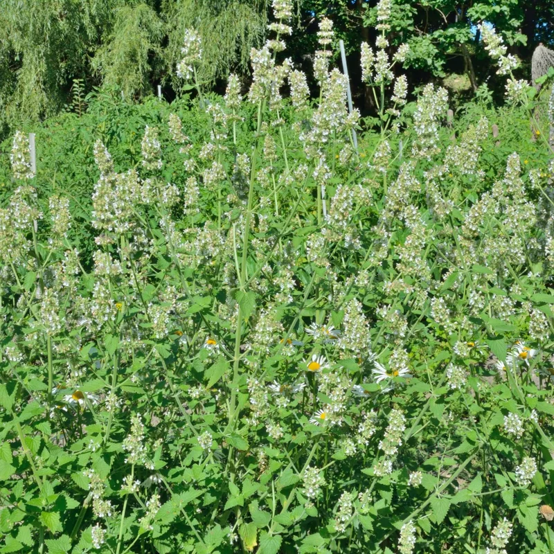 Lemon Balm Live Plants, 3-Pack, 3-6" Tall, Fragrant Herb, Outdoor - Image 4