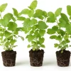 Lemon Balm Live Plants, 3-Pack, 3-6" Tall, Fragrant Herb, Outdoor - Image 1