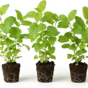 Lemon Balm Live Plants, 3-Pack, 3-6