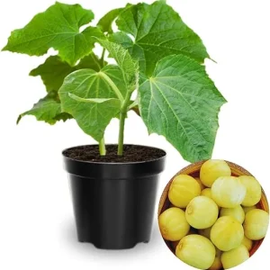 Lemon Cucumber Live Plants (Set of 2) – 3-5 Inches Tall, 4 Inch Pot – Vegetable Plant - Image 4