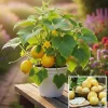 Lemon Cucumber Live Plants – Set of 2, 4-Inch Pot, Vegetable Plant - Image 1