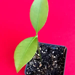 Lemon Drop Mangosteen Live Plant – Garcinia Intermedia Tree – 3-6 inch Starter Plant – Tropical Yellow Fruit - Image 3