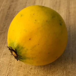 Lemon Drop Mangosteen Live Plant – Garcinia Intermedia Tree – 3-6 inch Starter Plant – Tropical Yellow Fruit - Image 4