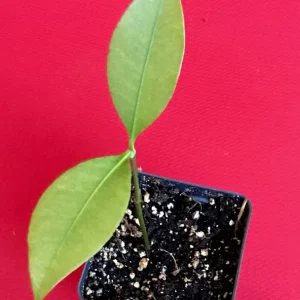 Lemon Drop Mangosteen Live Plant – Garcinia Intermedia Tree – 3-6 inch Starter Plant – Tropical Yellow Fruit - Image 5