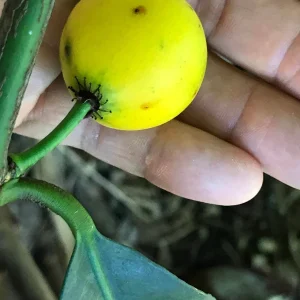 Lemon Drop Mangosteen Live Plant – Garcinia Intermedia Tree – 3-6 inch Starter Plant – Tropical Yellow Fruit - Image 6