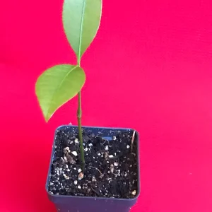 Lemon Drop Mangosteen Live Plant – Garcinia Intermedia Tree – 3-6 inch Starter Plant – Tropical Yellow Fruit - Image 7