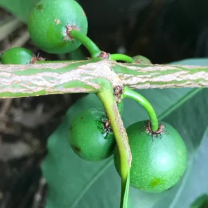 Lemon Drop Mangosteen Live Plant – Garcinia Intermedia Tree – 3-6 inch Starter Plant – Tropical Yellow Fruit - Image 8