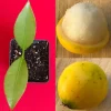 Lemon Drop Mangosteen Live Plant – Garcinia Intermedia Tree – 3-6 inch Starter Plant – Tropical Yellow Fruit - Image 1