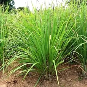 Lemon Grass Live Plant – 2 Plants – Indoor/Outdoor Herb – Culinary & Decorative - Image 2
