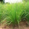 Lemon Grass Live Plant – 2 Plants – Indoor/Outdoor Herb – Culinary & Decorative - Image 1