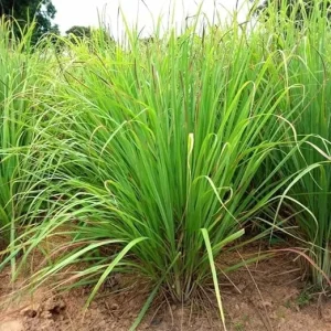 Lemon Grass Live Plant – 2 Plants – Indoor/Outdoor Herb – Culinary & Decorative - Image 7