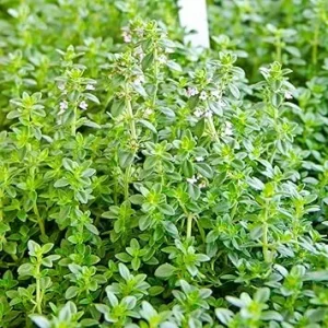 Lemon Thyme Live Plant - Set of 3, 3-6 Inch Starter Culinary Herbs for Garden - Image 3