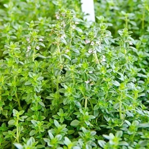 Lemon Thyme Live Plant - Set of 3, 3-6 Inch Starter Culinary Herbs for Garden - Image 7