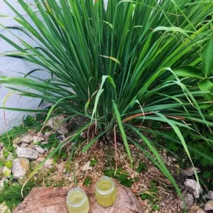 Lemongrass Live Plant – 3 Rooted Stalks – 4 Inches Tall – Indoor/Outdoor Perennial - Image 7