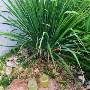 Lemongrass Live Plant – 3 Rooted Stalks – 4 Inches Tall – Indoor/Outdoor Perennial - Image 1