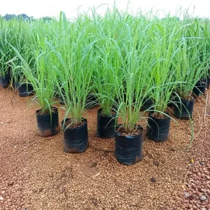 Lemongrass Live Plants, Set of 6, 4-8 Inch Stalks, Fresh Herbs for Container & Garden Growing - Image 3