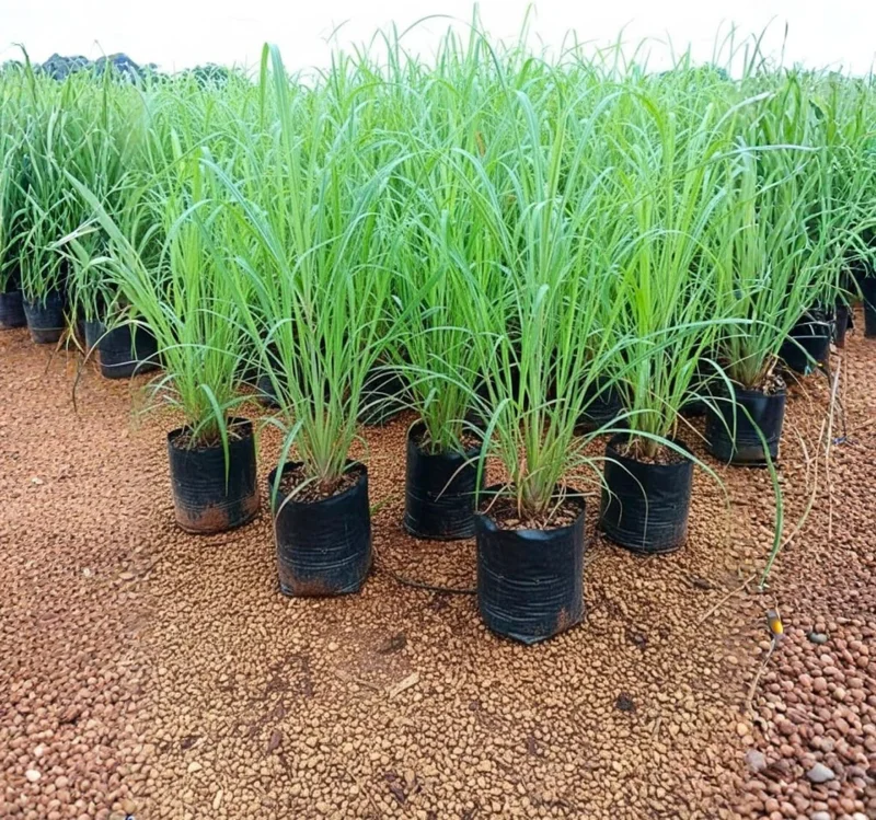 Lemongrass Live Plants, Set of 6, 4-8 Inch Stalks, Fresh Herbs for Container & Garden Growing - Image 3