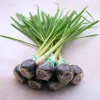 Lemongrass Live Plants, Set of 6, 4-8 Inch Stalks, Fresh Herbs for Container & Garden Growing - Image 1