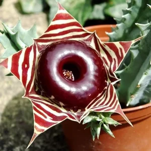 Lifesaver Zebrina Starfish Cactus Live Plant - Trailing Succulent in 2