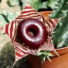Lifesaver Zebrina Starfish Cactus Live Plant - Trailing Succulent in 2" Pot - Image 1