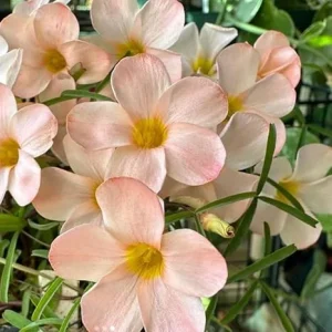 Light Pink Shamrock Live Plant - Oxalis Triangularis - 4 Inch Pot - Image 3