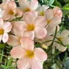 Light Pink Shamrock Live Plant - Oxalis Triangularis - 4 Inch Pot - Image 1