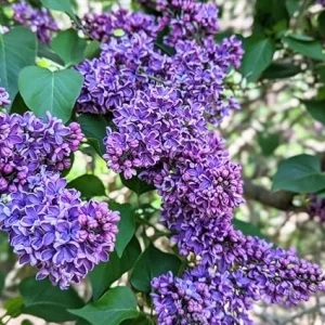 Lilac Bush Live Plant – 10 Inch Fragrant Flowering Shrub – Outdoor Perennial - Image 6