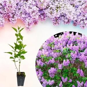 Lilac Bush Live Plant – 10 Inches Tall – Fragrant Flowering Outdoor Shrub - Image 7