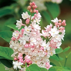 Lilac Bush Live Plant - Double Pink White Flowers, 6 to 8 Inch Dormant Shrub for Outdoor Planting - Image 3