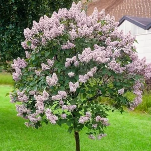 Lilac Live Plant 6-12 Inches – Fragrant Lavender Blue Flowers – Hardy Outdoor Shrub - Image 7