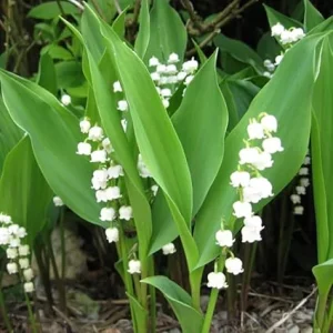 Lily of the Valley Bulbs - 10 Pack - Fragrant White Perennial Flowers for Shade - Image 2