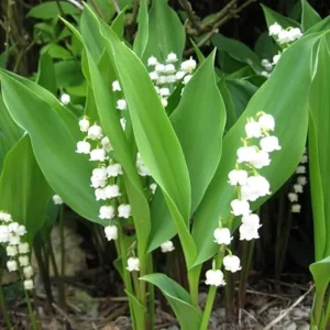 Lily of the Valley Bulbs - 10 Pack - Fragrant White Perennial Flowers for Shade - Image 3