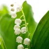 Lily of the Valley Bulbs - 5 Count Bare Roots for Outdoor Garden - Image 1