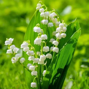 Lily of the Valley Flower Bulbs - 10 Pack, Fragrant White Perennial Flowers for Outdoors - Image 3