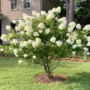 Lime Hydrangea Live Plant for Planting - 7-12