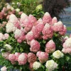 Lime Hydrangea Live Plant for Planting - 7-12" Tall Shrub in Pot - Image 1