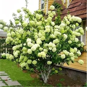 Lime Hydrangea Tree Live Plant - Light Green Flowers, 4 inch Pot, Outdoor - Image 7