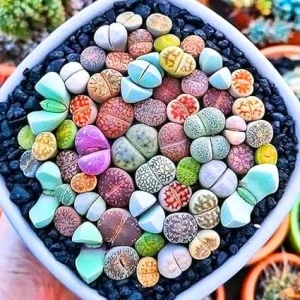 Lithops Live Plants Mix - 20 Pcs Living Stone Succulents Bulk - Large Size - Outdoor - Image 6