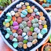 Lithops Live Plants Mix - 20 Pcs Living Stone Succulents Bulk - Large Size - Outdoor - Image 1