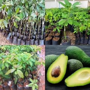 Live Avocado Tree - 1-2 Ft Tall Fruit Plant for Indoor/Outdoor Growing - Image 3