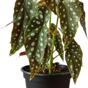 Live Begonia Plant - White Polka Dot Foliage Houseplant, 4-8