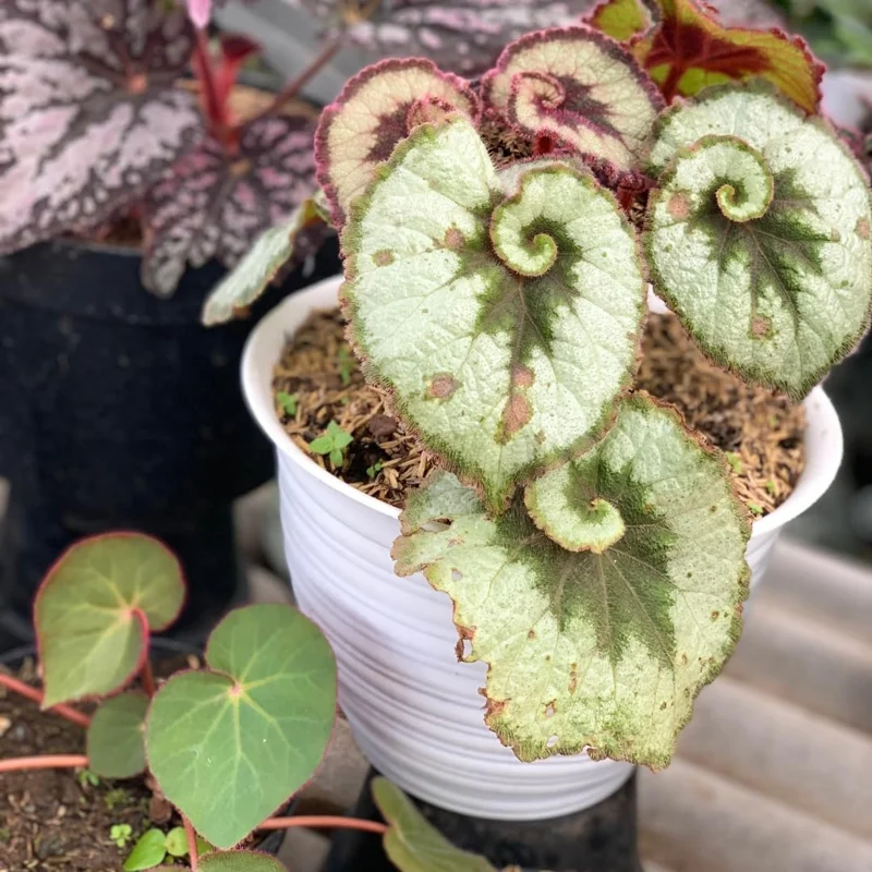 Live Begonia Plant - White Polka Dot Foliage Houseplant, 4-8" Tall, Indoor/Outdoor - Image 3