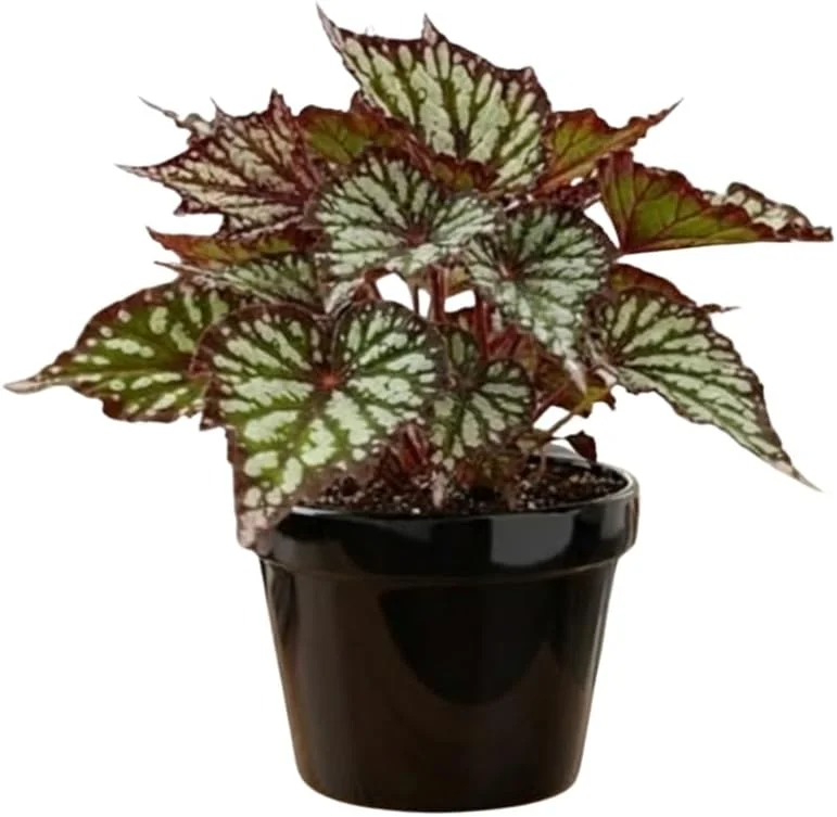 Live Begonia Plant - White Polka Dot Foliage Houseplant, 4-8" Tall, Indoor/Outdoor - Image 4